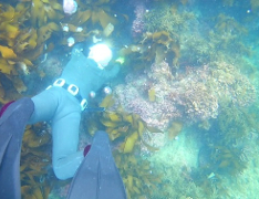 Witness how an Ama diver catches shellfish and picks seaweed by hand underwater without a diving tank.