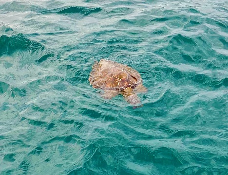 運が良ければウミガメに出会えることもあります。