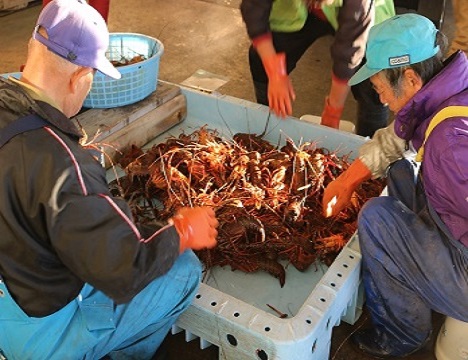 享用早餐之前, 前往在三重縣的伊勢龍蝦捕獲量居冠的魚市場散步