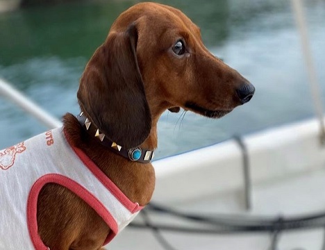 ワンちゃん（ペット）も乗船OKです！！